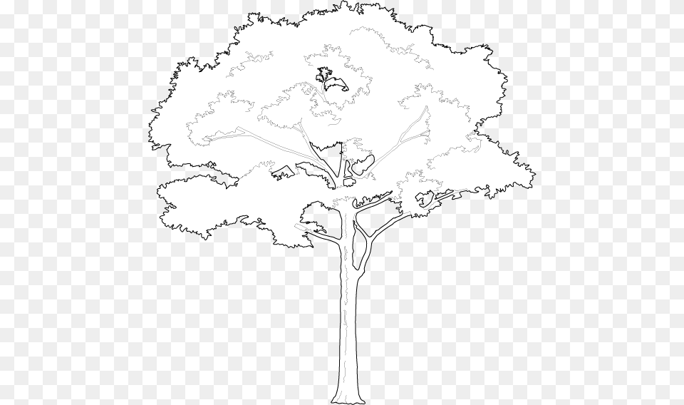 Tree Vector White, Art, Drawing, Adult, Bride Png Image