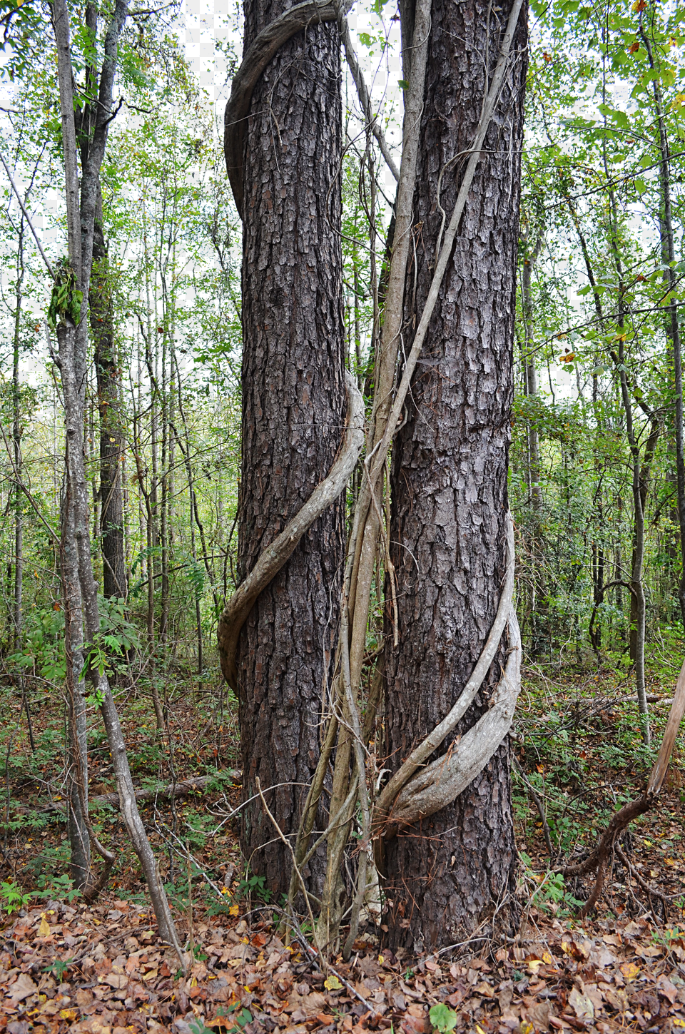 Tree Vines Forest Background Stock 0019 By Png Image