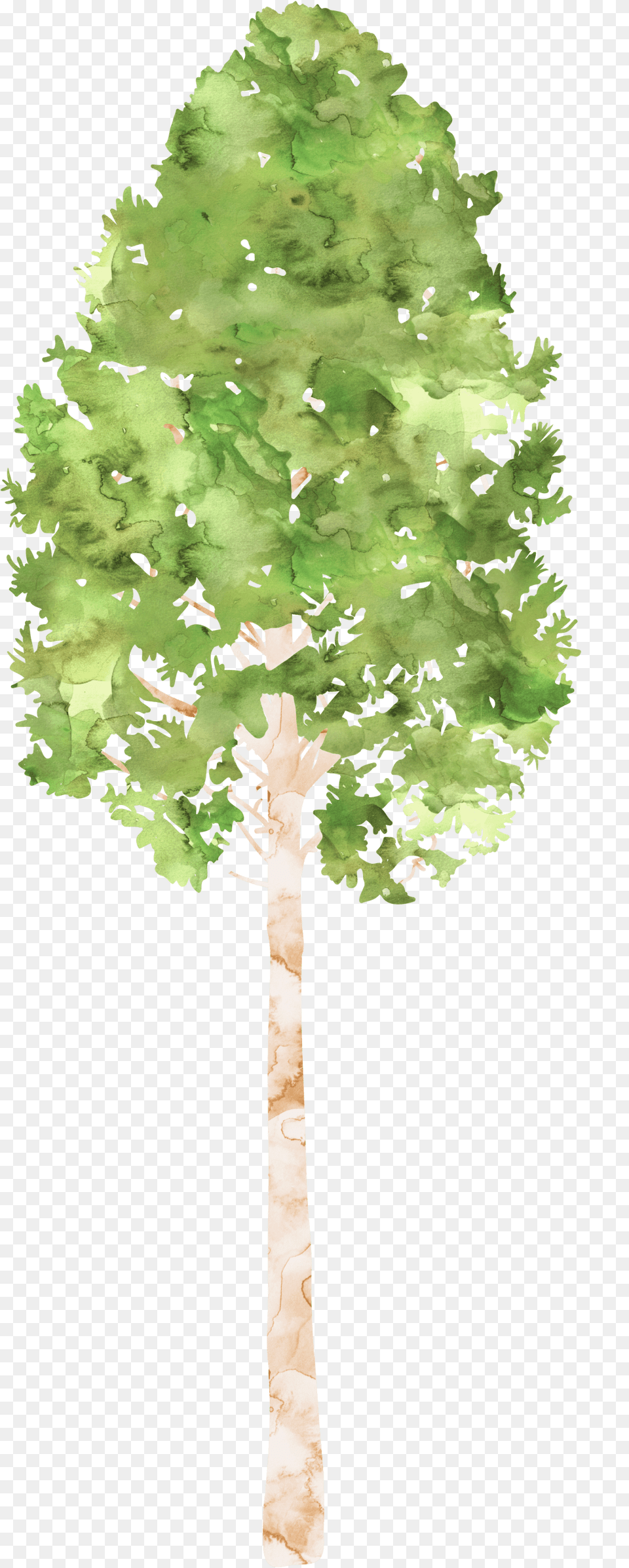 Tree Water Color, Oak, Plant, Sycamore, Conifer Png Image