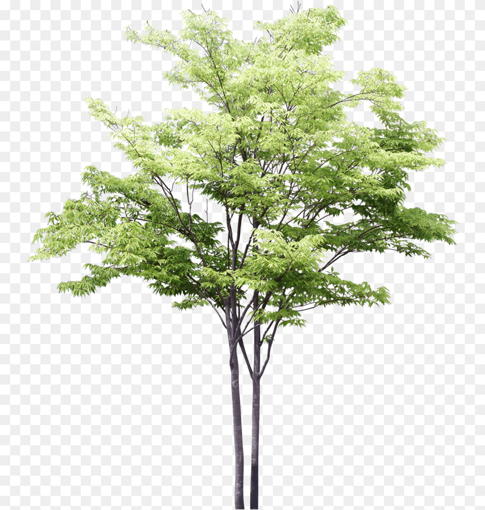 Tree Watercolor, Maple, Plant, Leaf Png