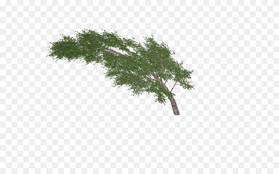 Tree Waving In Wind, Sycamore, Oak, Plant, Vegetation Free Transparent Png