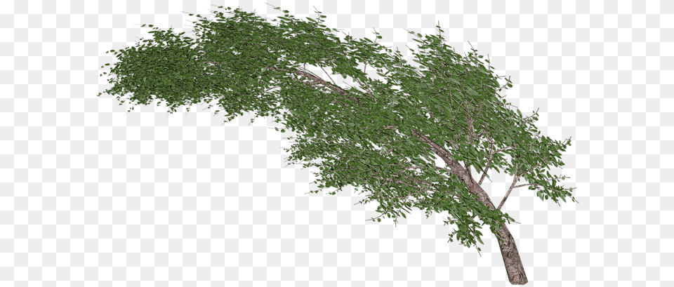 Tree Waving In Wind Transparent Stickpng Tree In Wind, Plant, Tree Trunk, Conifer, Leaf Png