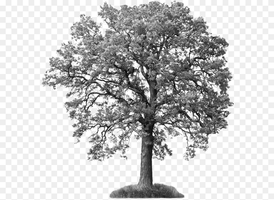 Tree White Cabana Tree Hd, Oak, Plant, Tree Trunk, Sycamore Png Image