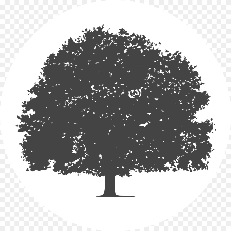 Tree Whitecirclegrey City Of Duncanville Texas Usa Hard Wood Tree, Oak, Plant, Sycamore, Silhouette Png Image