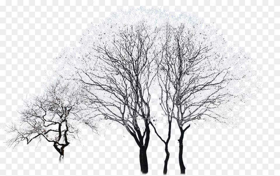 Tree Winter Black And White Snowy Winter Tree Vector, Ice, Nature, Outdoors, Plant Free Png Download