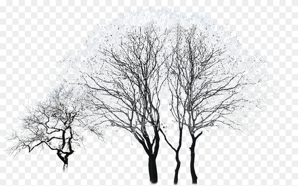 Tree Winter Black And White Winter Trees Photoshop, Ice, Nature, Outdoors, Plant Png