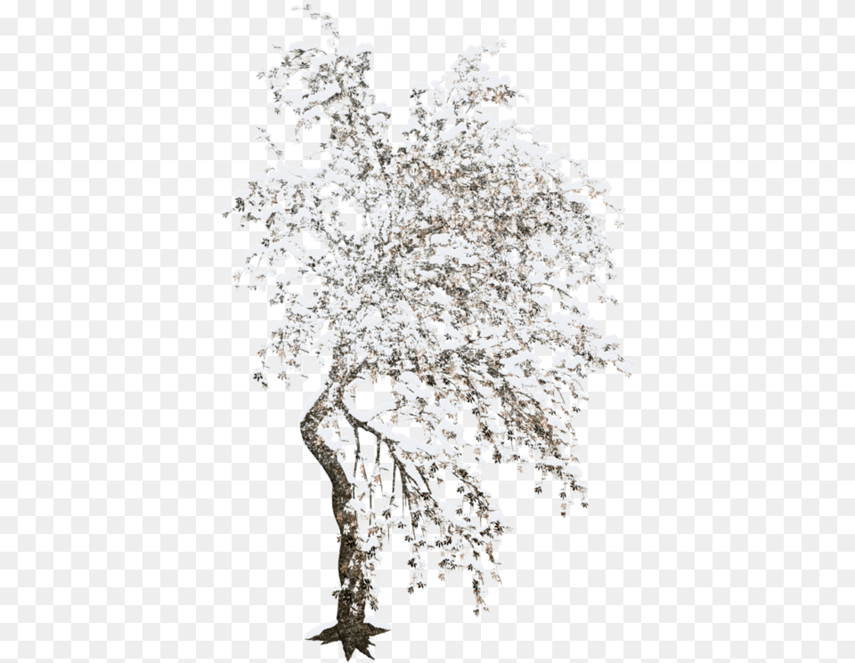 Tree Winter Clip Art Clip Art, Ice, Plant, Flower, Outdoors Free Png
