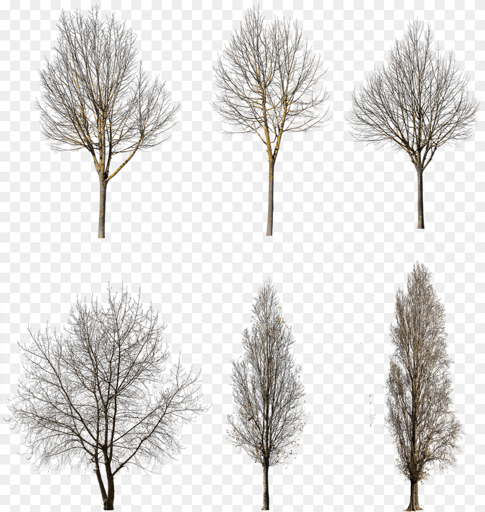 Tree Winter Cutout, Plant, Art, Collage, Ice Free Png Download