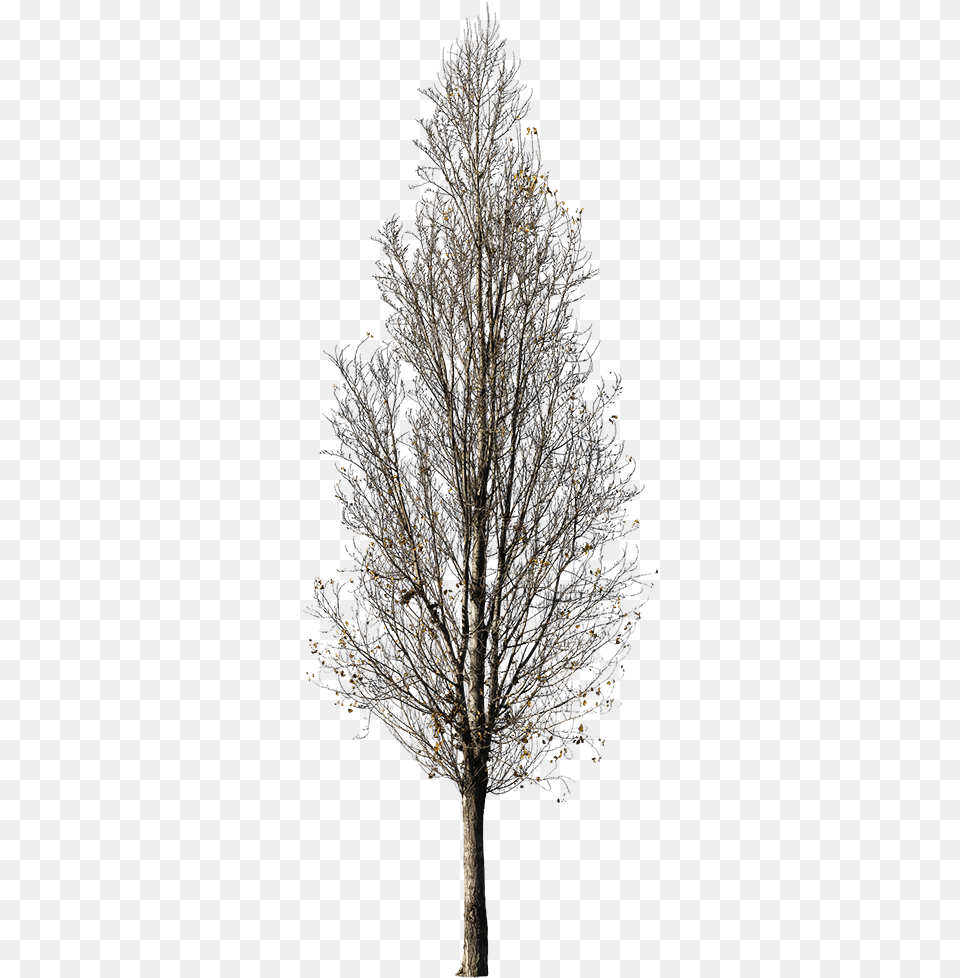 Tree Winter Cutout, Ice, Nature, Outdoors, Plant Free Png Download