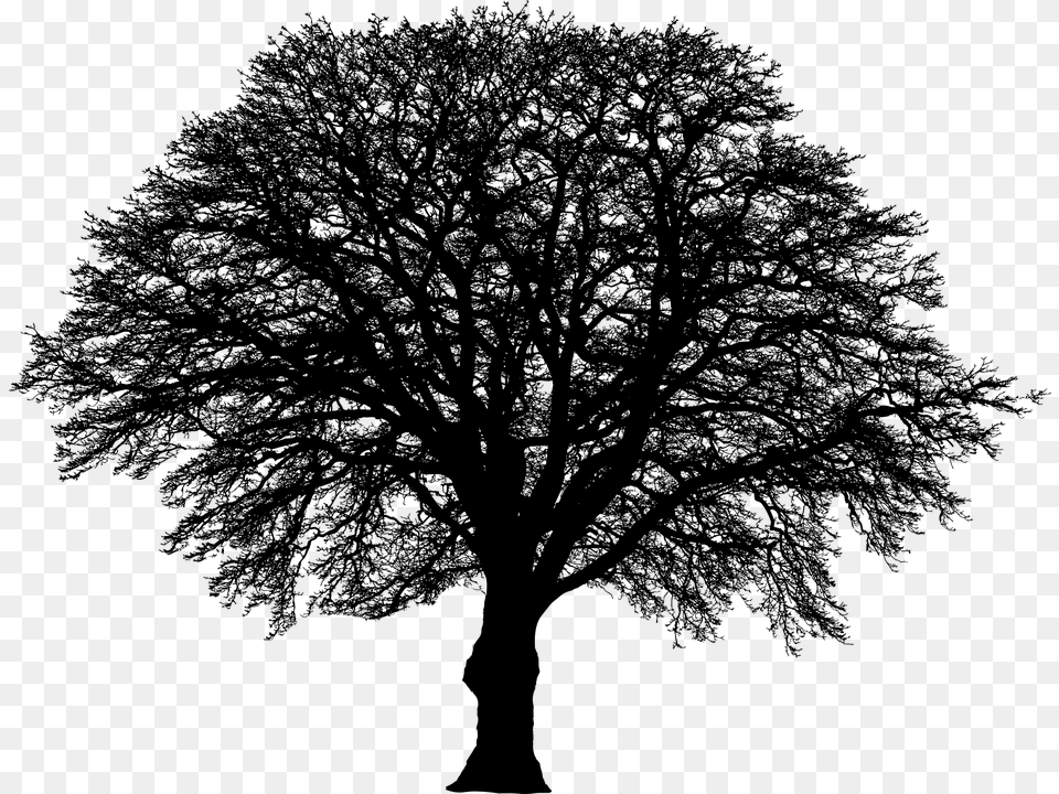 Tree Winter Silhouette Vegetation Branches Nature, Gray Free Png