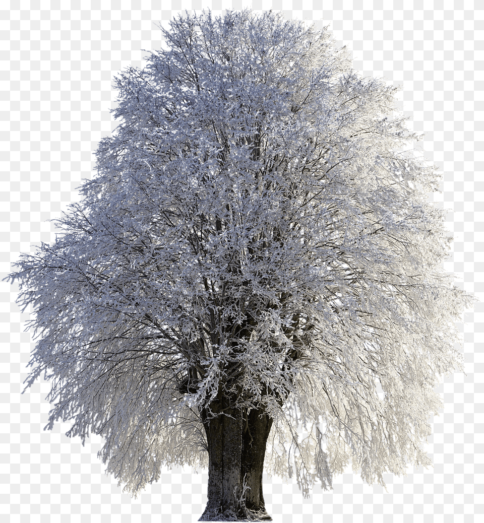 Tree Winter Wintry Snow Cold Frost Frozen Winter Trees Snow, Ice, Nature, Outdoors, Plant Free Transparent Png