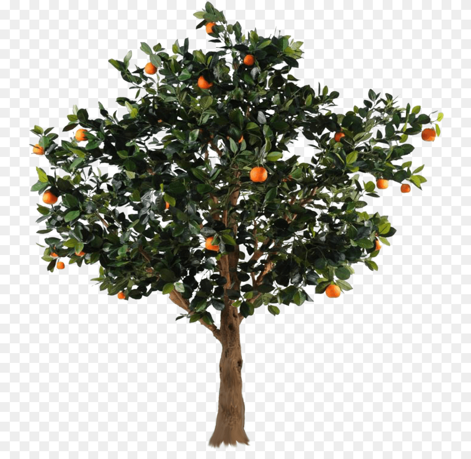 Tree With Apples Picture Orange Tree, Citrus Fruit, Food, Fruit, Plant Free Transparent Png