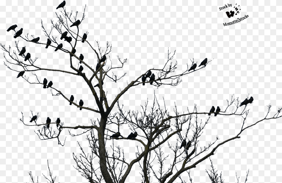 Tree With Bird Clip Art Stock Good Evening Happy Sunday, Frost, Ice, Nature, Night Free Transparent Png