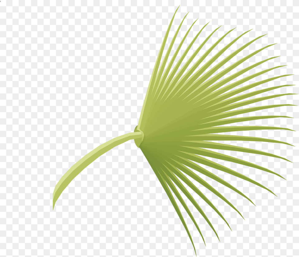 Tree With Fan Shaped Leaves Tree With Fan Shaped Leaves Macro Photography, Leaf, Palm Tree, Plant, Flower Free Png