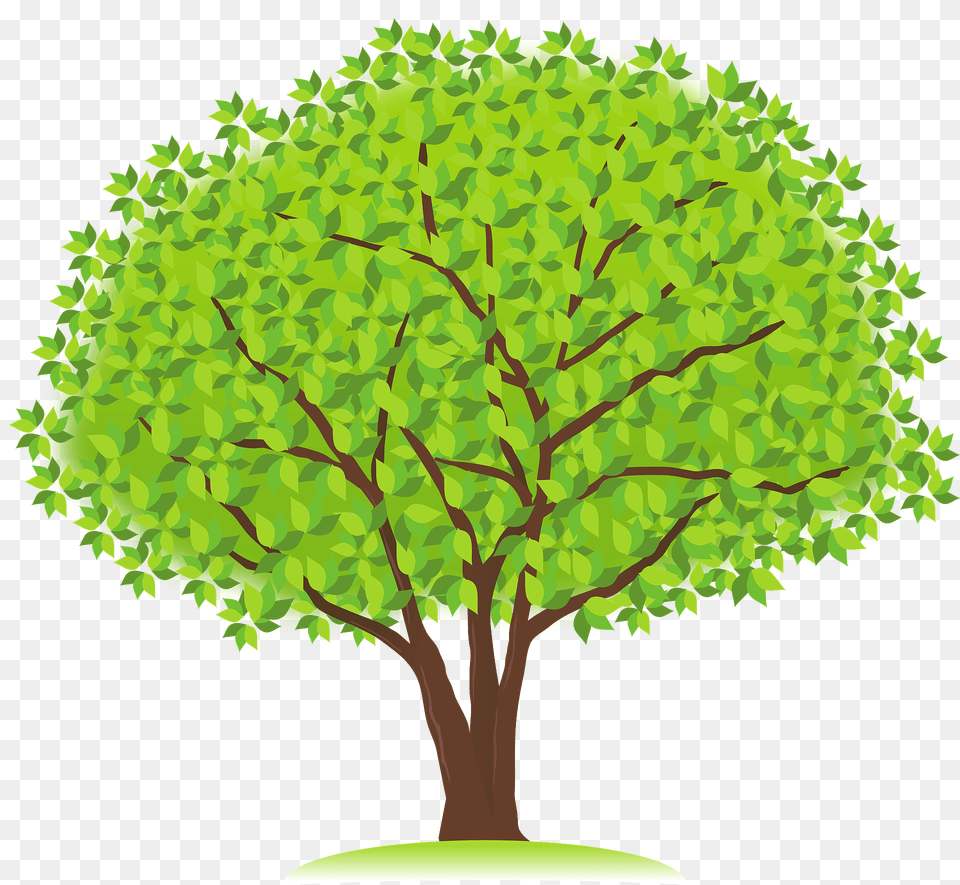 Tree With Green Leaves Clipart, Oak, Plant, Sycamore, Vegetation Free Png