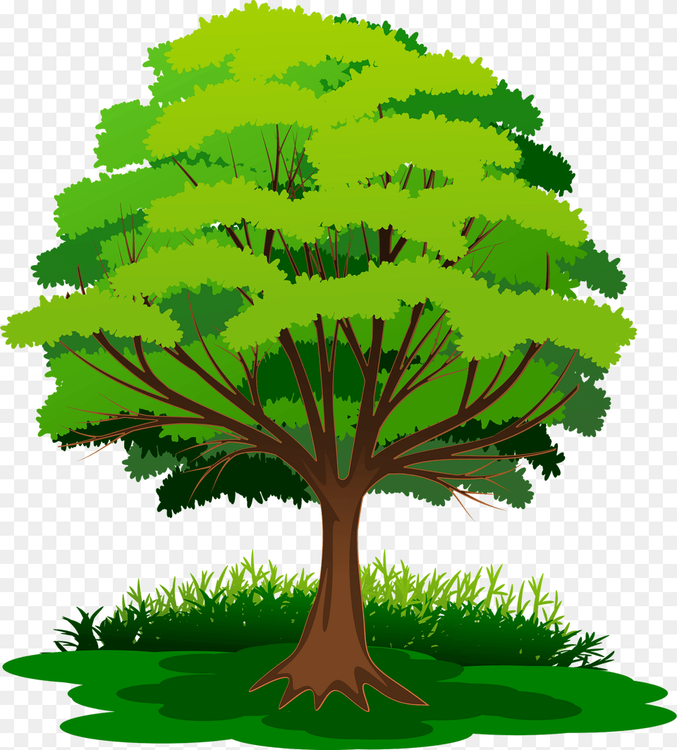 Tree With Green Leaves In The Grass Clipart, Oak, Plant, Sycamore, Vegetation Png Image