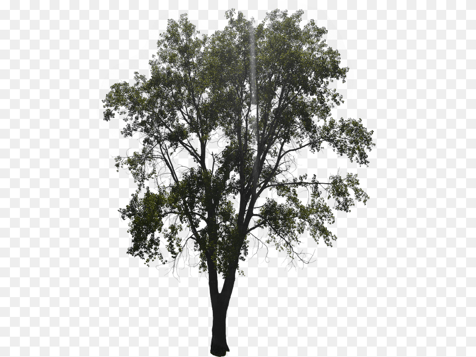 Tree With Leaves Forest Image On Pixabay Oak, Plant, Sycamore, Tree Trunk, Nature Free Png