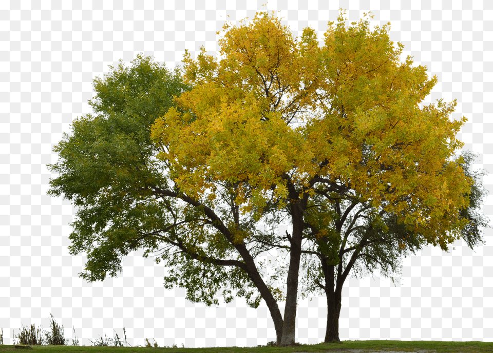 Tree With No Background Arvores Sem Fundo, Maple, Plant, Tree Trunk Free Png Download