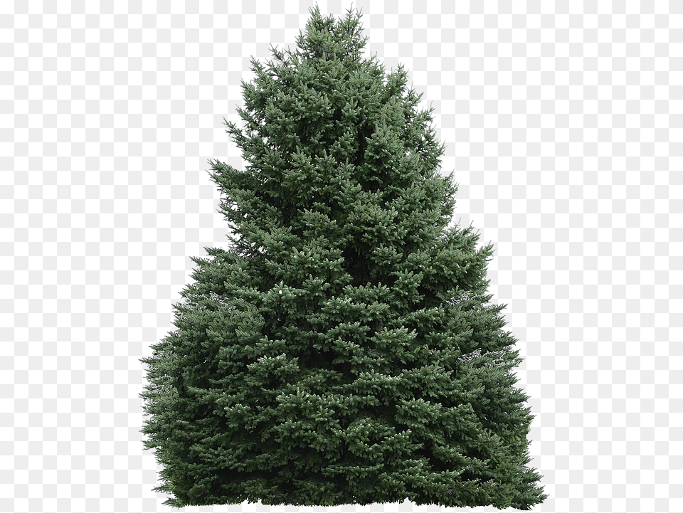 Tree With No Background Photo On Pixabay Bosque Sin Fondo, Fir, Pine, Plant, Conifer Free Png Download