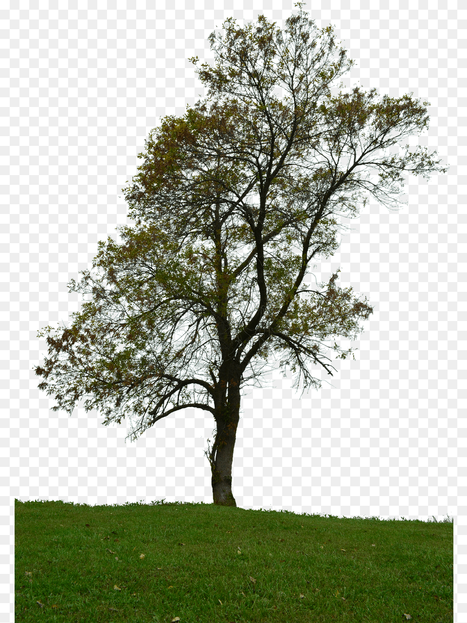 Tree With No Background Leaves Tree Plain Background, Grass, Plant, Tree Trunk, Lawn Png