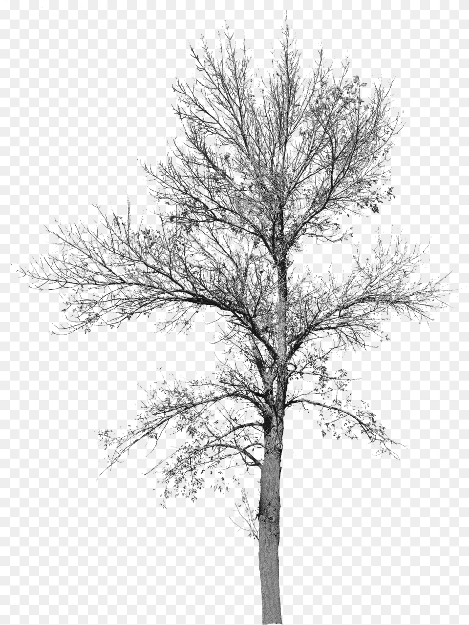 Tree With No Leaves Background Bare Cut Out Tree No Leaves, Ice, Nature, Outdoors, Plant Png