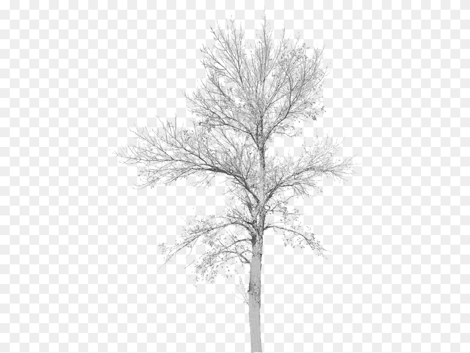 Tree With No Leaves Cut Out Tree No Leaves, Frost, Ice, Nature, Outdoors Free Transparent Png