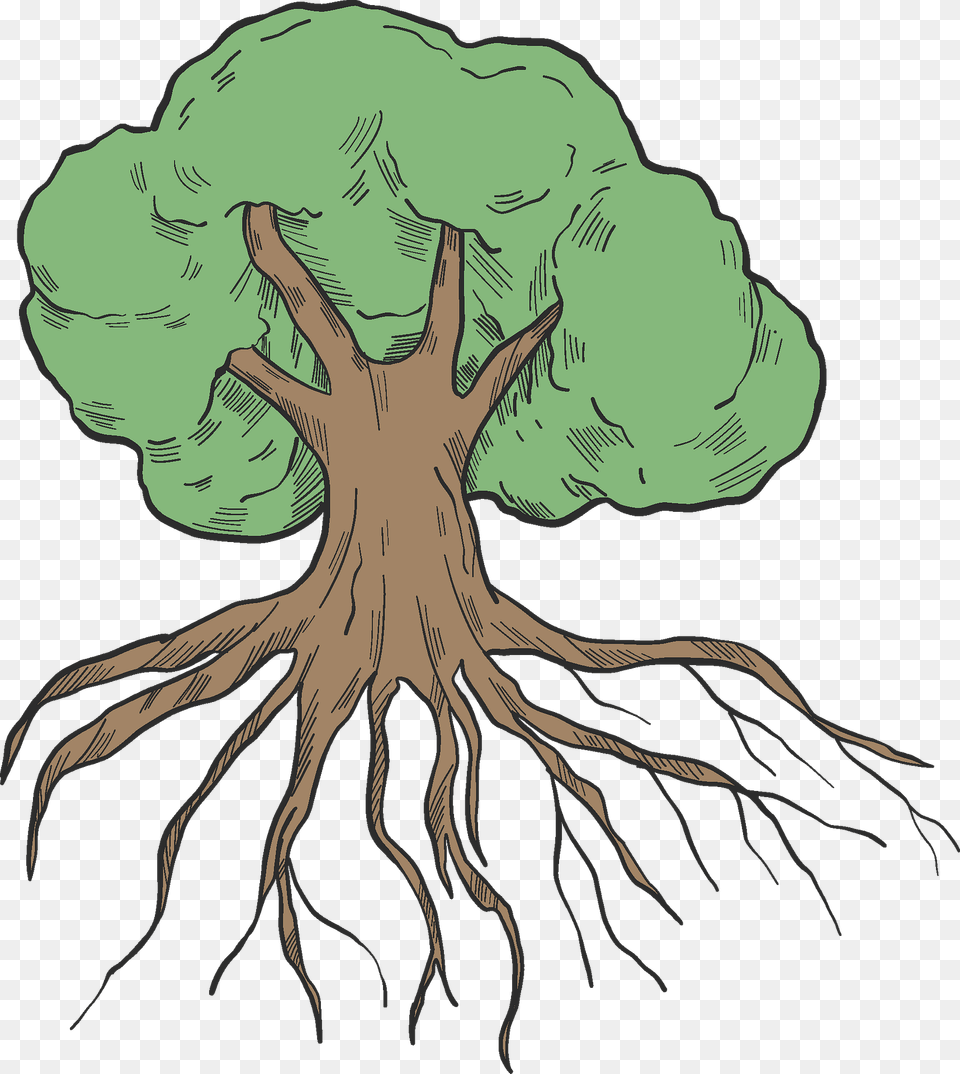 Tree With Roots Clipart, Plant, Root, Person Free Png Download