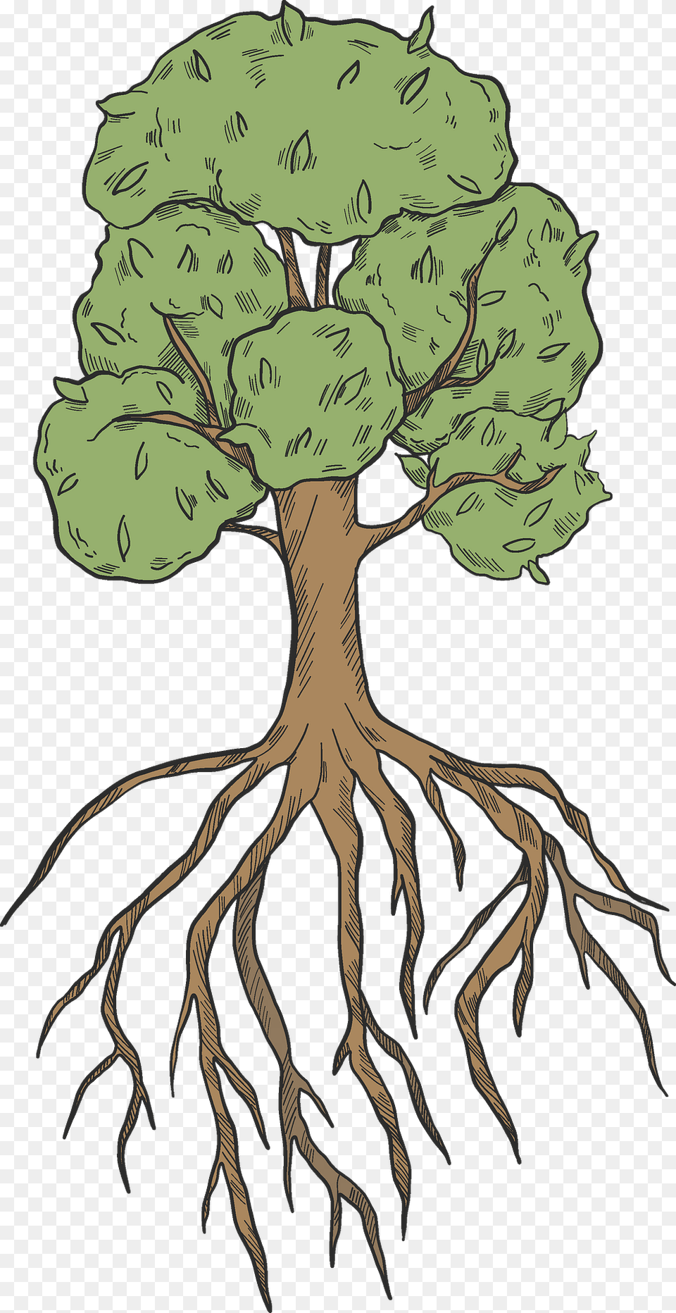 Tree With Roots Clipart, Plant, Root, Person, Face Free Transparent Png