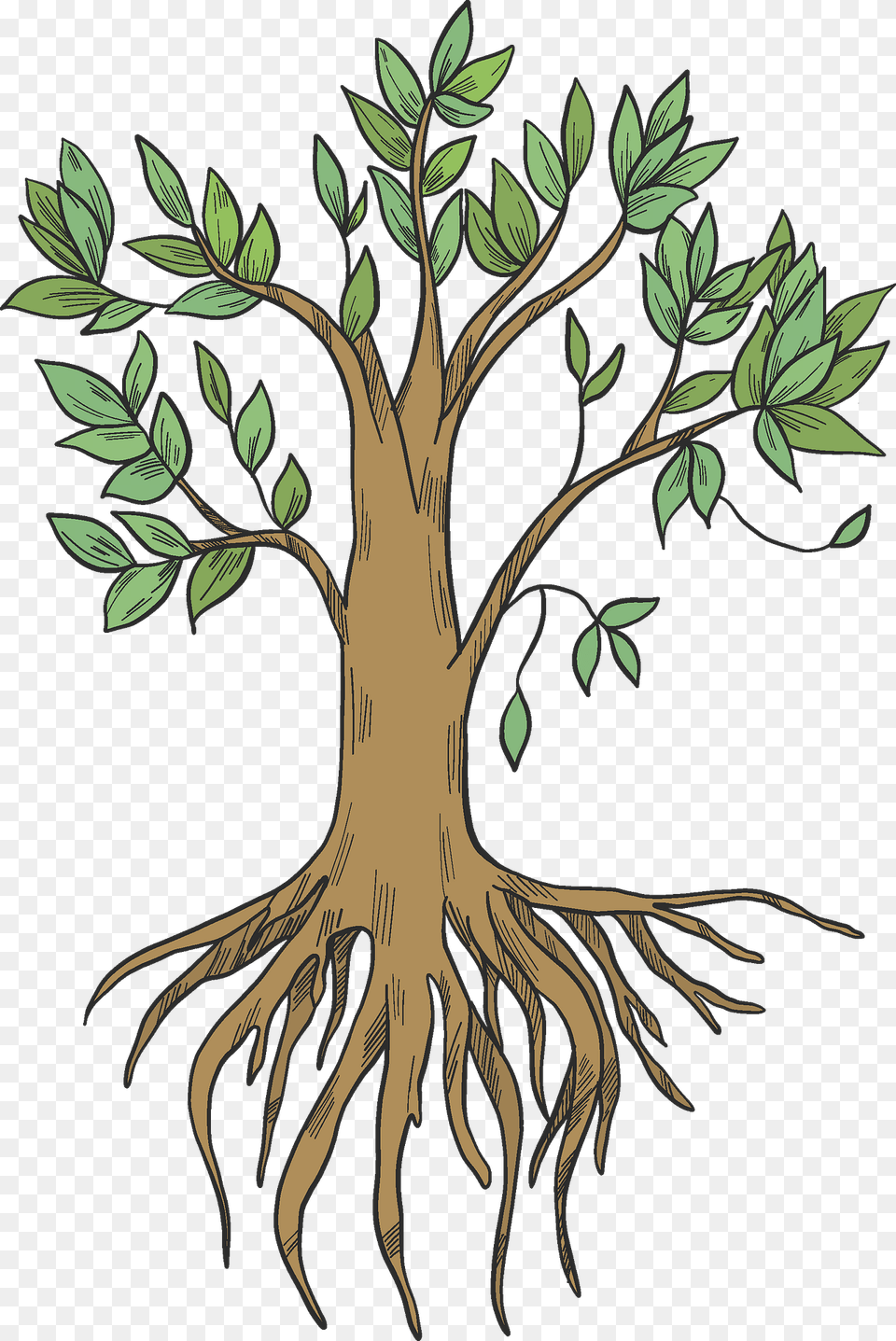 Tree With Roots Clipart, Plant, Root, Art Free Png Download