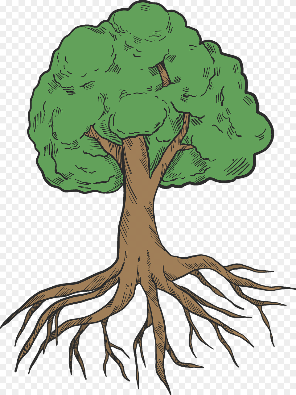 Tree With Roots Clipart, Plant, Root, Art, Drawing Free Transparent Png