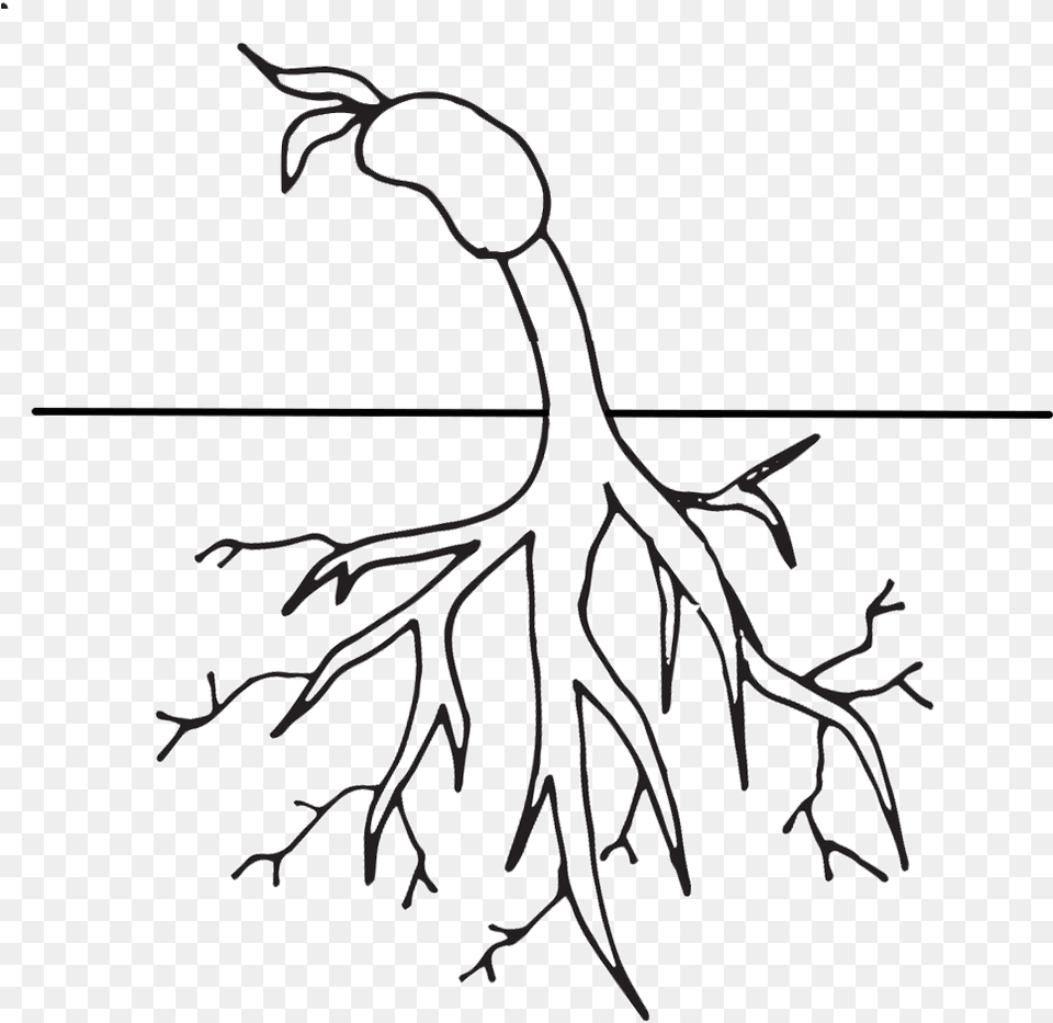 Tree With Roots Clipart Black And White Root Clipart Black And White, Plant Free Png Download