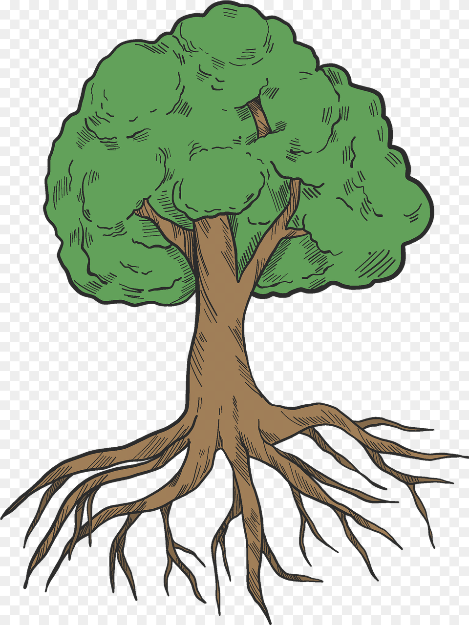Tree With Roots Clipart Transparent Root, Plant, Adult, Person, Female Png