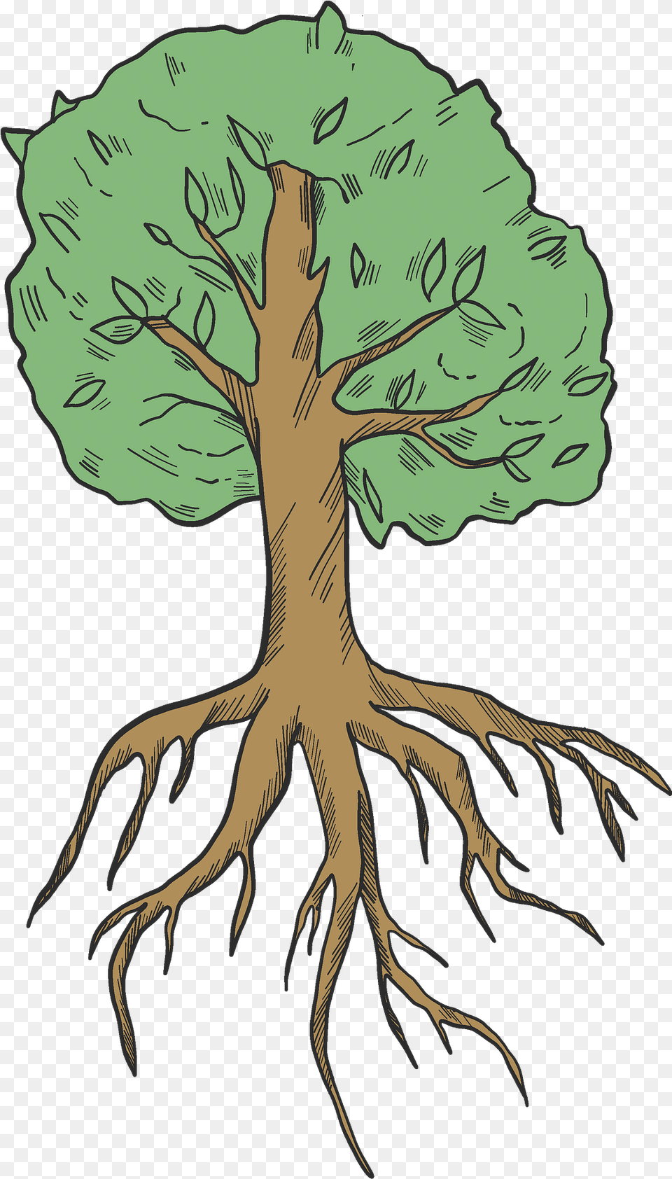 Tree With Roots Clipart Tree With 5 Roots Clip Art, Plant, Root, Adult, Female Png Image