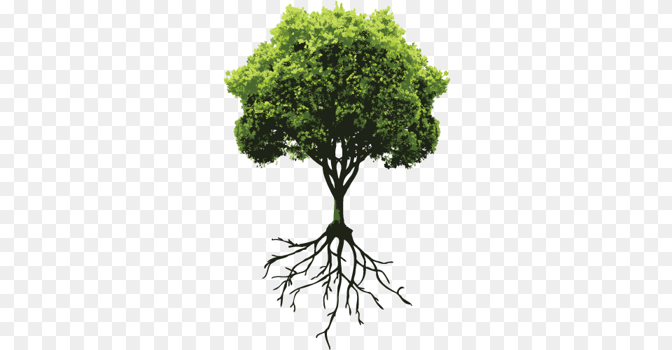 Tree With Roots Green Tree Beach Towel, Plant, Root, Person, Vegetation Png Image