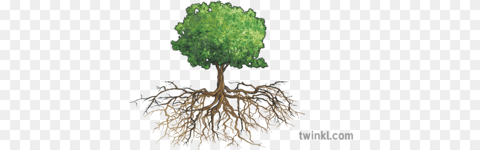 Tree With Roots Illustration Parts Of A Tree In English, Plant, Root Free Transparent Png