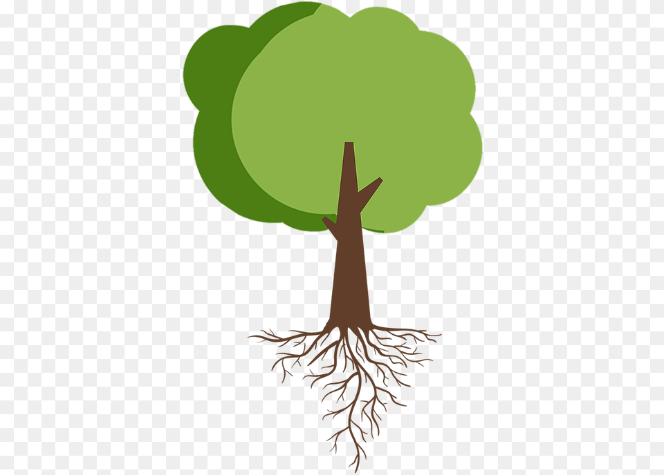 Tree With Roots Thievery Corporation Babylon Rewound, Plant, Root, Person Free Png
