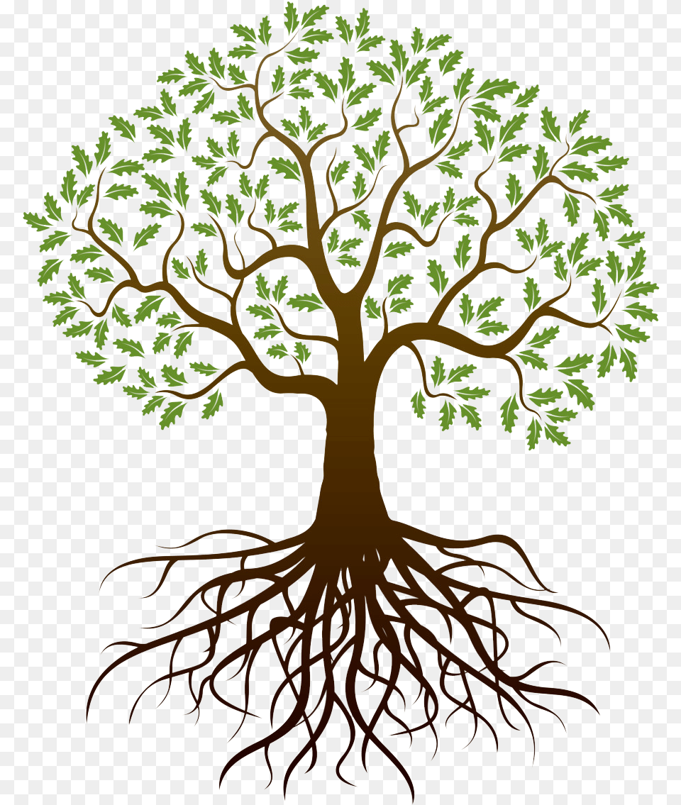 Tree With Roots Transparent Background Tree Roots Transparent Background, Plant, Root Png
