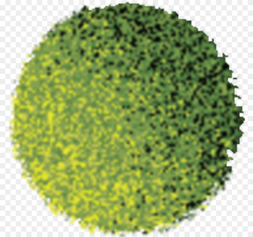 Tree With Shadow In Plan, Moss, Plant, Vegetation, Pollen Png