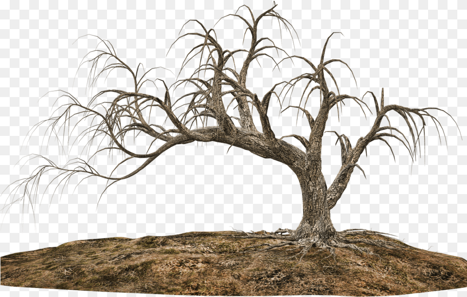 Tree With Soil Creepy Tree Transparent Background, Plant, Tree Trunk, Wood, Outdoors Png Image