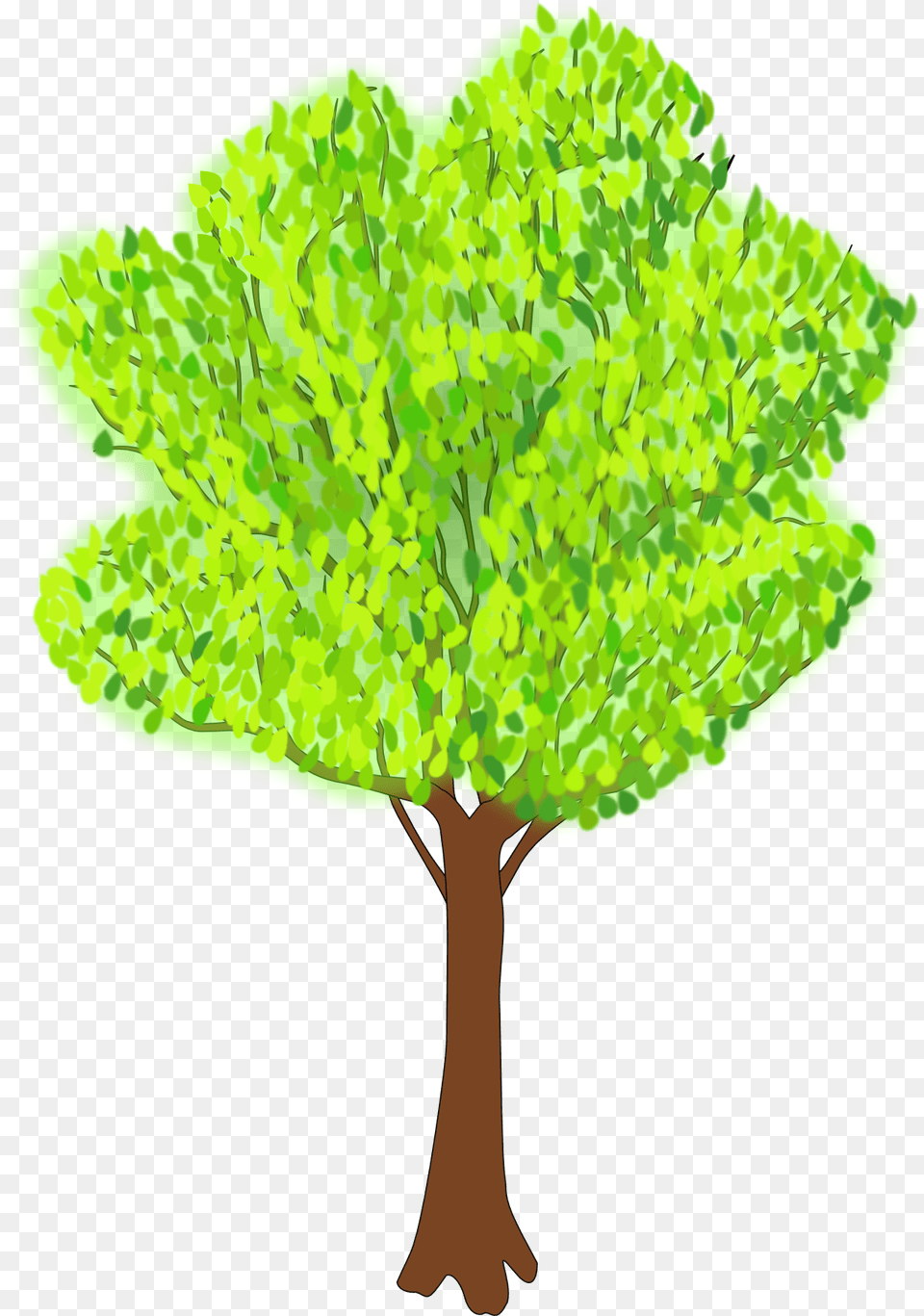 Tree With The Green Foliage In Summer Clipart Image Clipart Tree In Summer, Leaf, Plant, Vegetation, Oak Png