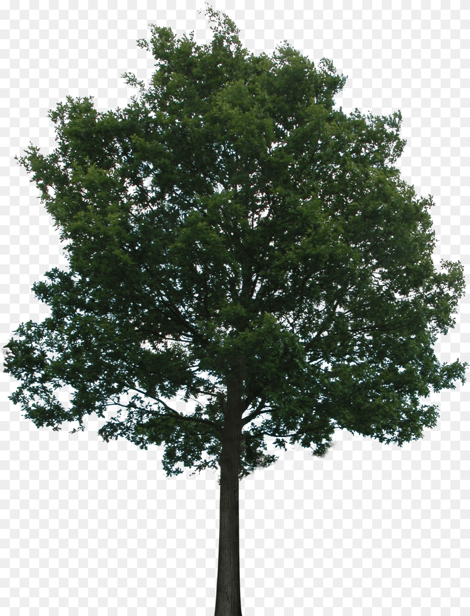 Tree With Transparent Background Trees Transparent, Oak, Plant, Sycamore, Tree Trunk Free Png Download