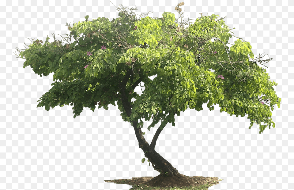 Tree With White Background, Oak, Plant, Potted Plant, Sycamore Png Image