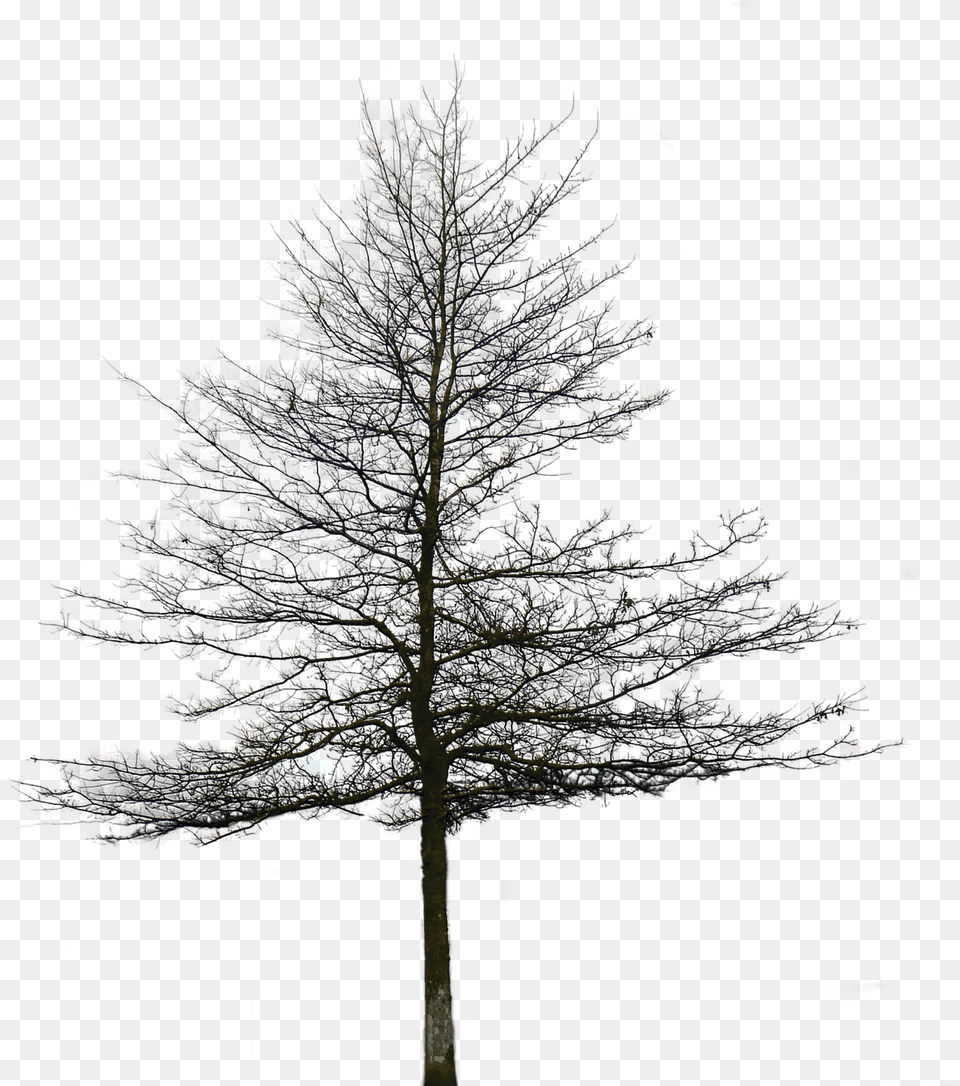 Tree Without Leaves, Fir, Nature, Night, Outdoors Free Png Download