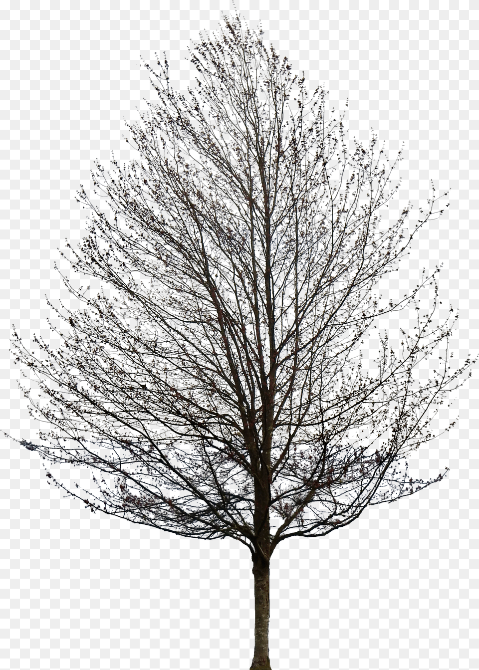 Tree Without Leaves, Ice, Nature, Night, Outdoors Free Transparent Png