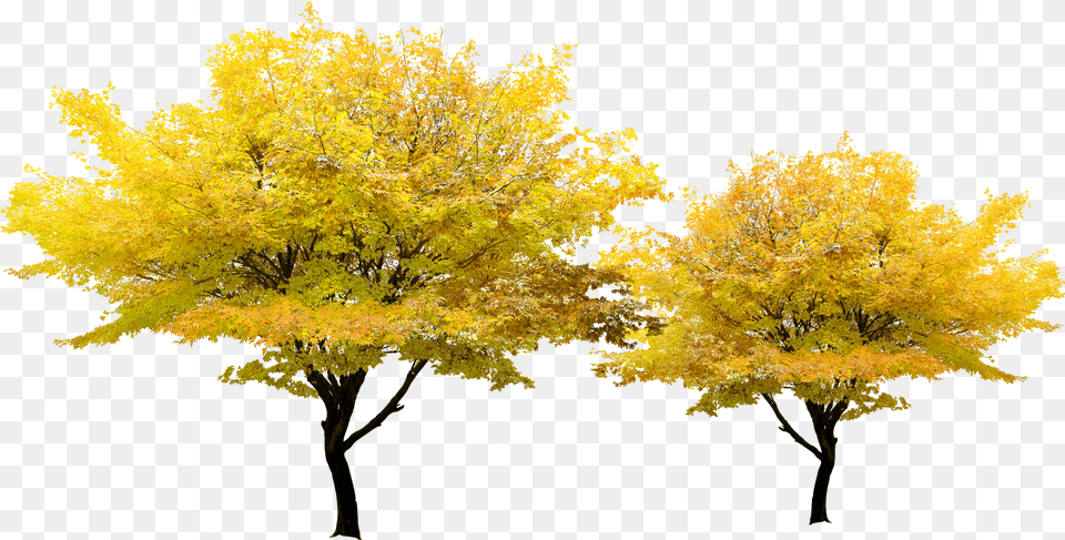 Tree Yellow Autumn Maple Yellow Tree, Leaf, Plant Free Png