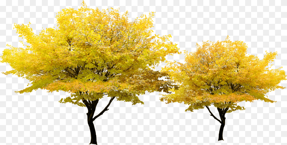 Tree Yellow Pixel Arbol Flor Amarilla, Leaf, Maple, Plant Png