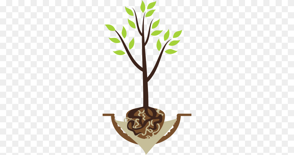 Treebaltimore Balled Or Burlap Tree, Plant, Leaf, Potted Plant, Person Png Image