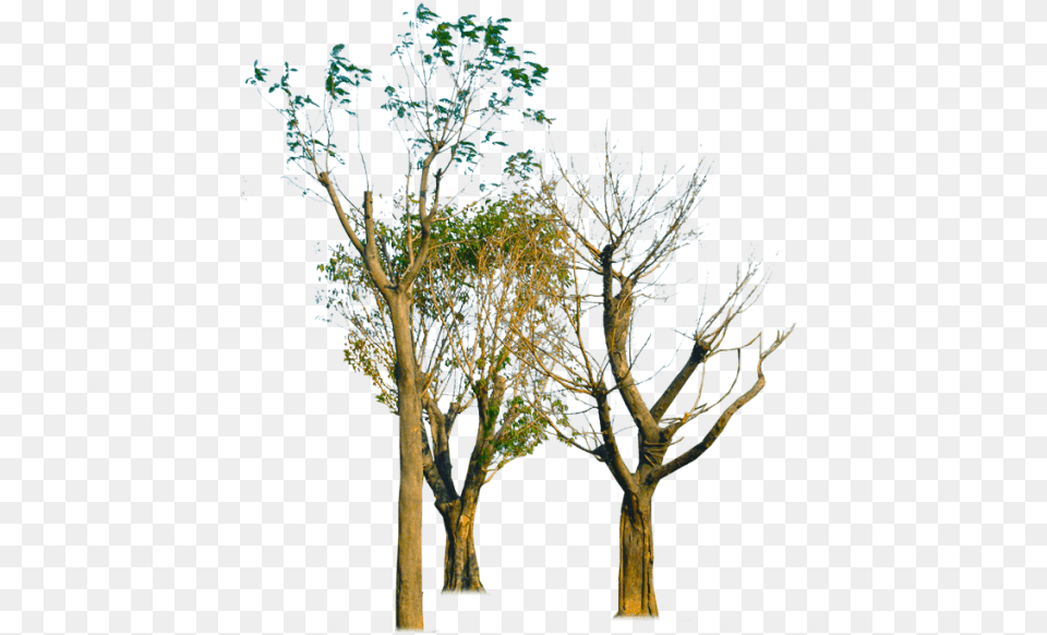 Treebranchplantwoody Plantbotanyplant Stemflowerplanetwig Silhouette, Plant, Tree, Tree Trunk, Oak Png Image