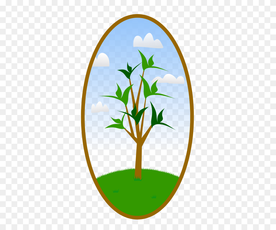 Treebutton, Leaf, Plant, Tree, Photography Free Png
