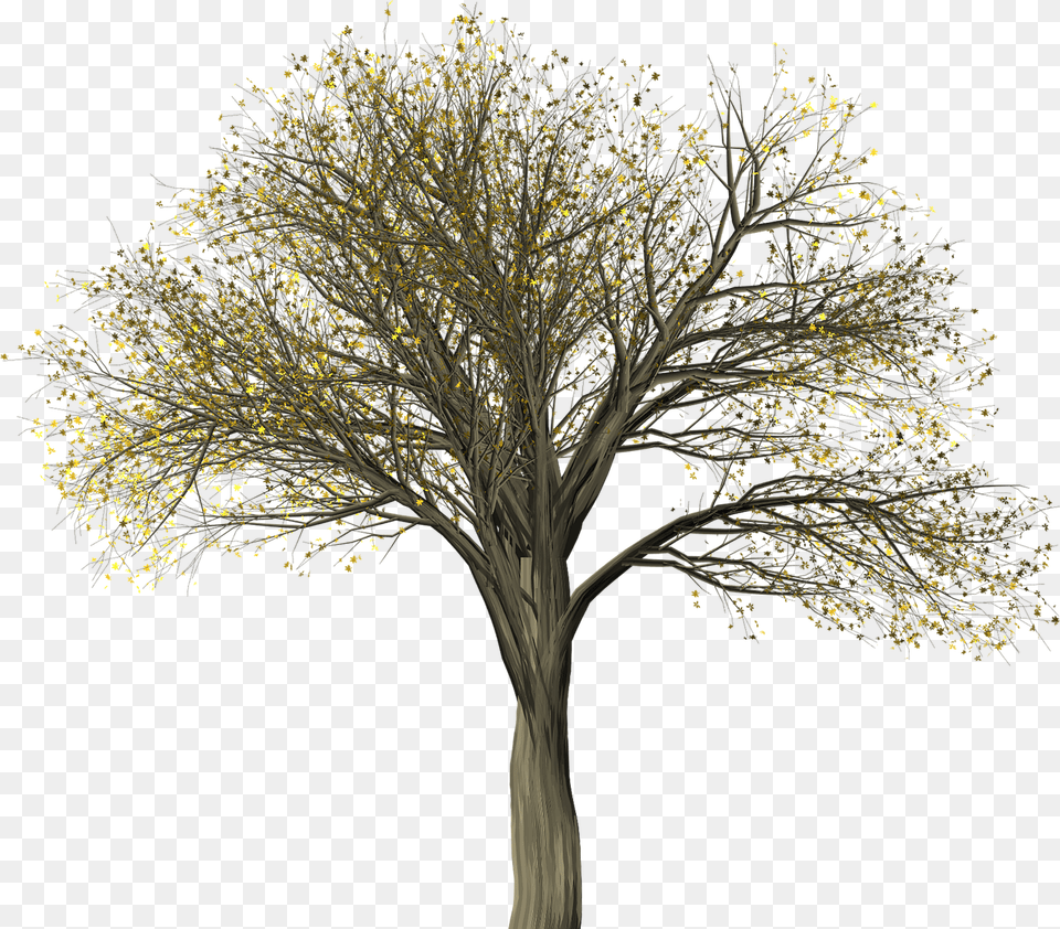 Treeelmelm Pictures Photos Images Royalty American Elm Tree Silhouette, Plant, Tree Trunk, Flower Free Png Download